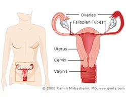 Laparoscopic Salpingectomy (Bilateral)