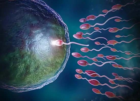 Intra Uterine Insemination (IUI)